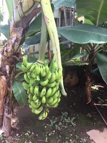 Сasa de vacaciones Valle Dorado 9 Coco